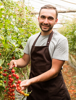 A man harvesting tomatoes